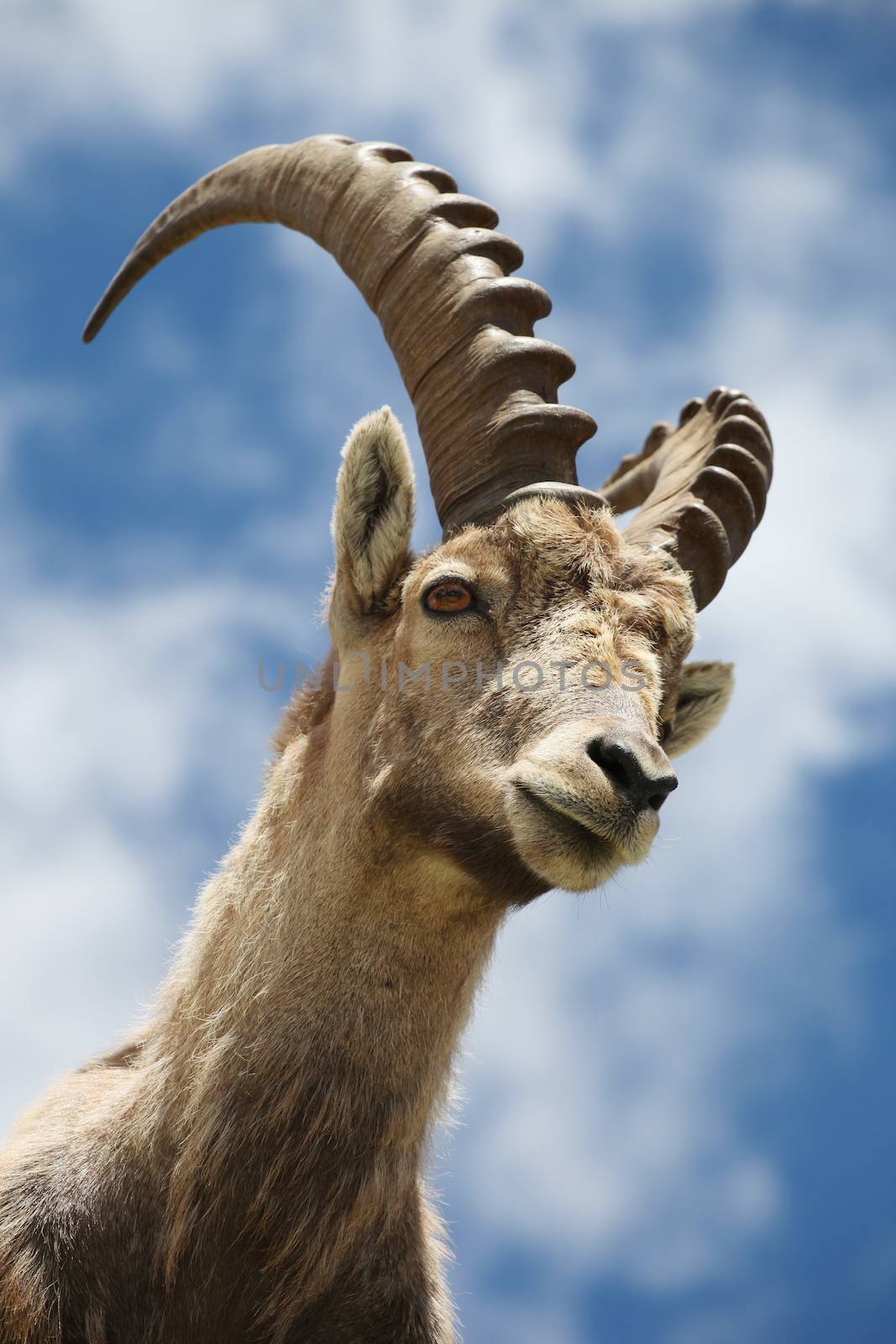 Close view on a young Capra Ibex near the White Lake near Chamonix.