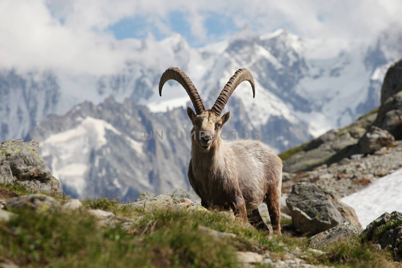 Close view on an older Capra Ibex near the White Lake near Chamonix.