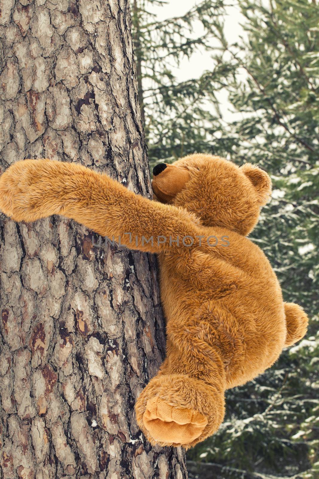 Toy bear climbing on a tree in forest by A.L.
