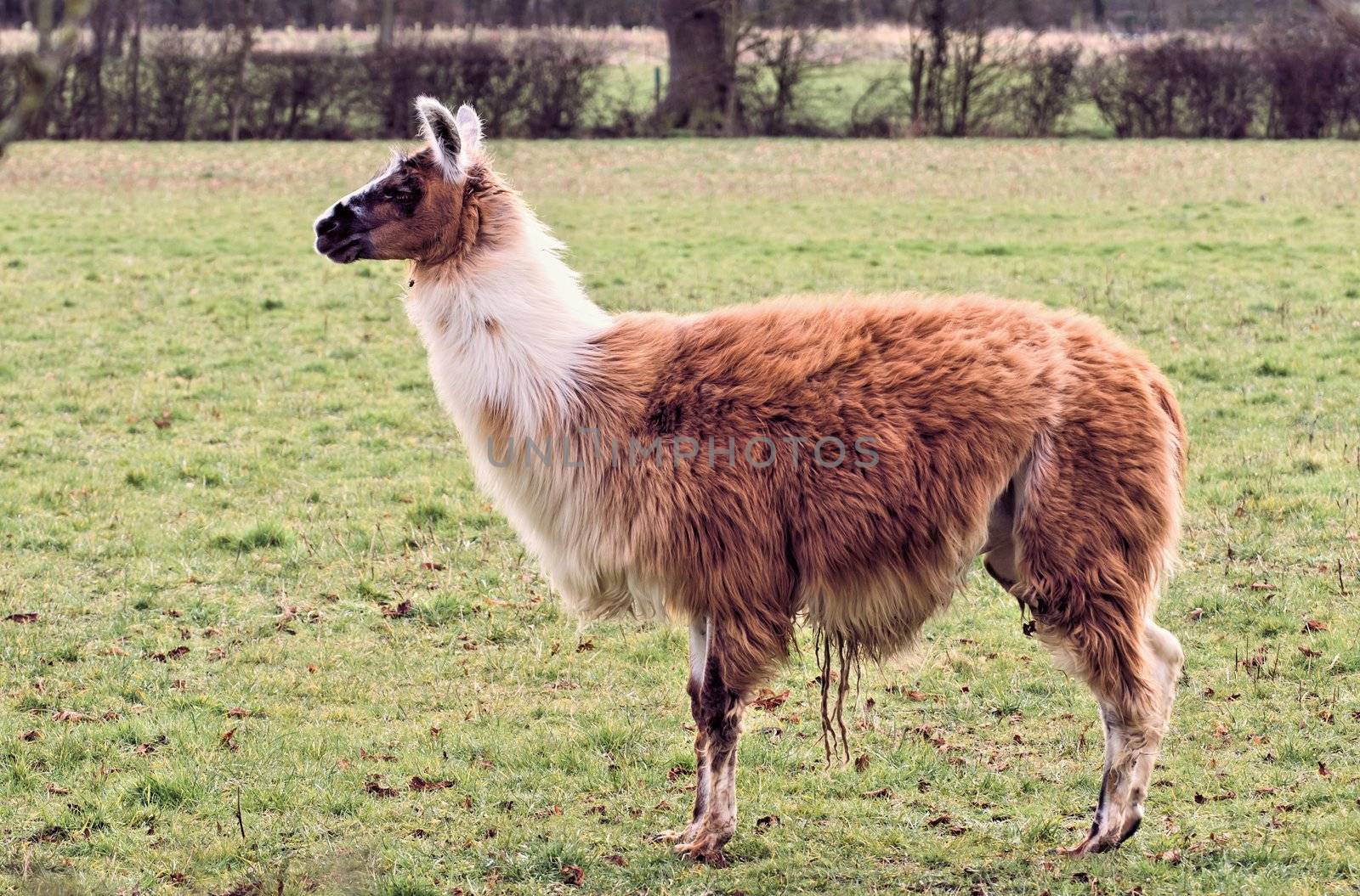 Alpaca's and Llama's both come from the Camelid family of animals