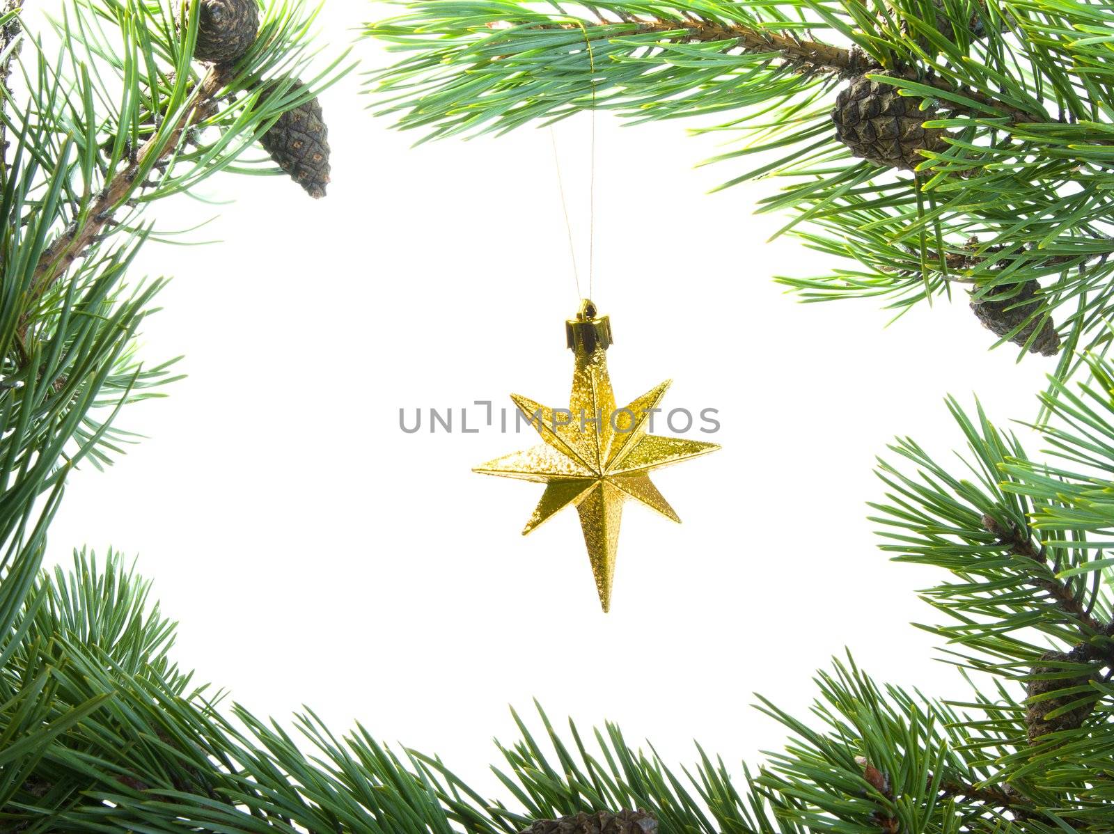 star cristmas,cristmas star in frame of the branches of the pine