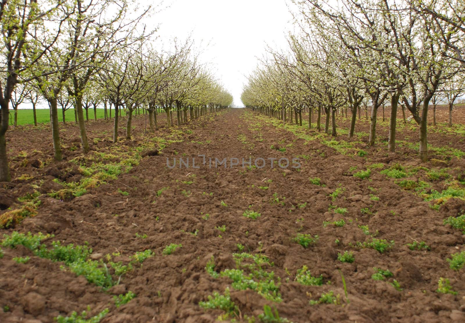 an apple orchard blooming in spring