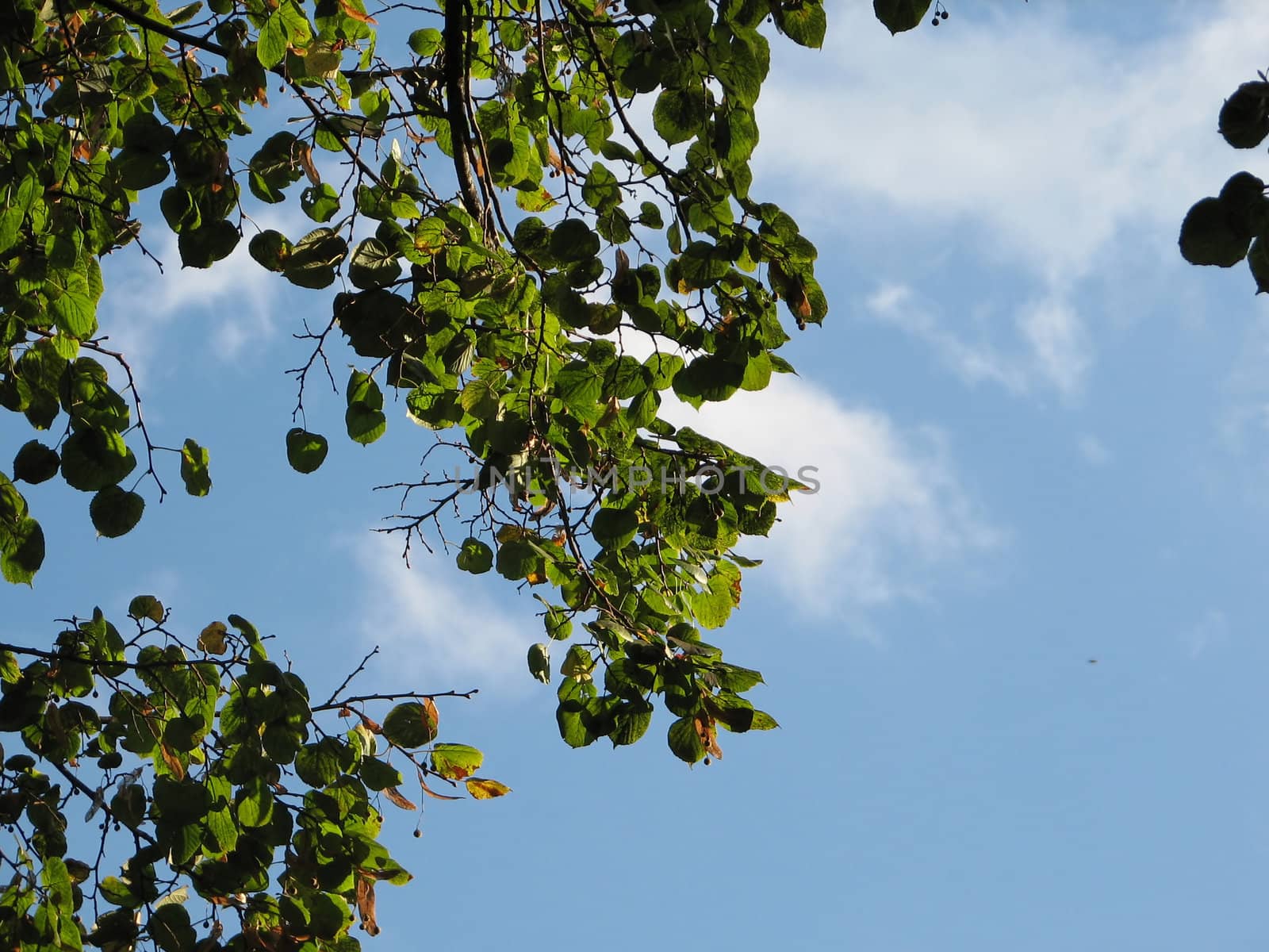 Nature Background with Trees