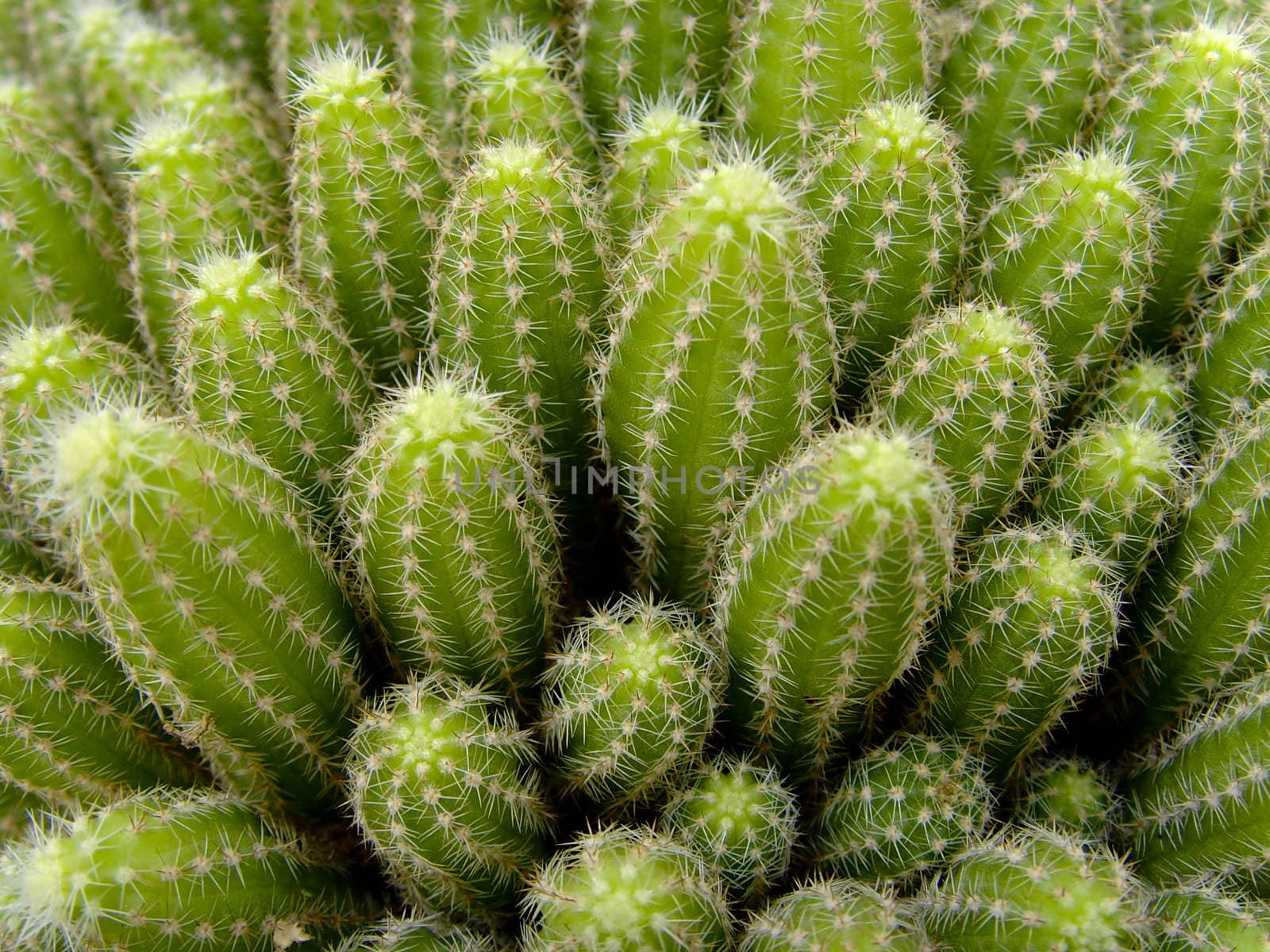 Cactus by whitechild