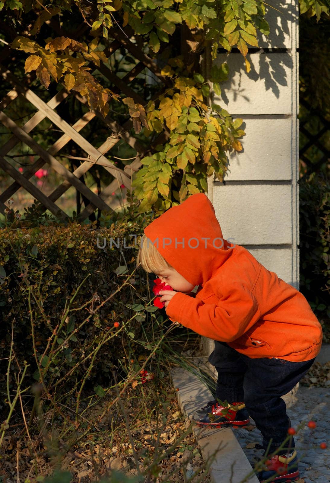 Little boy smelling a rose.