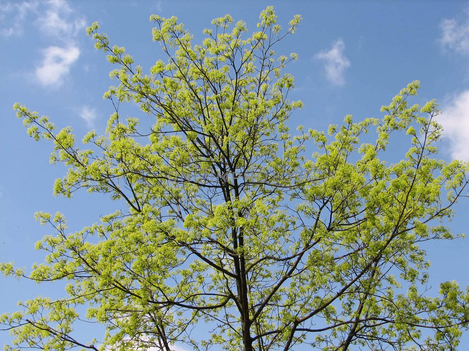 Nature Background with Trees