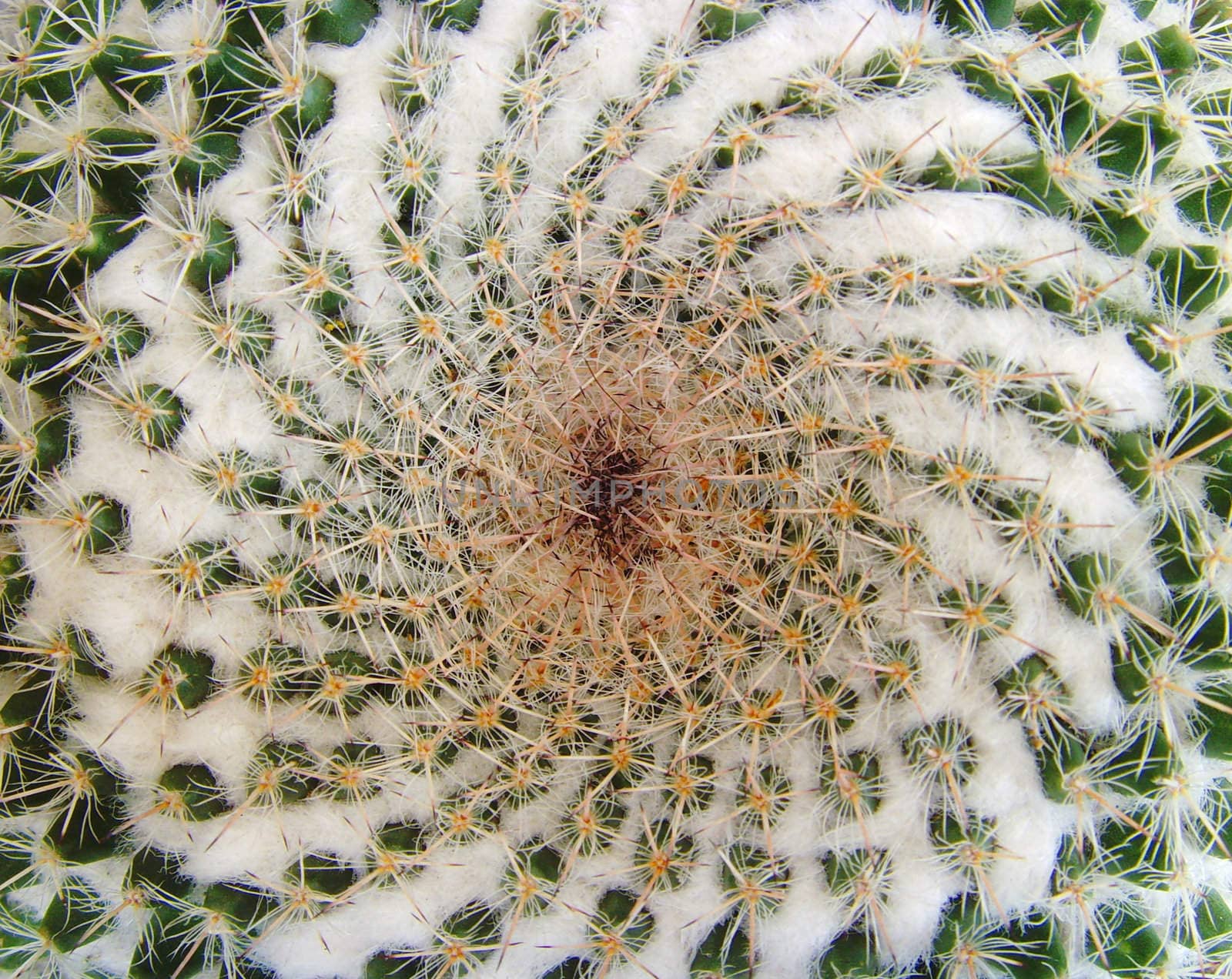 a close-up of a top of a cactus