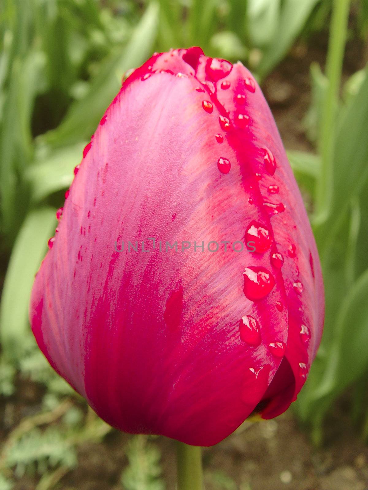 Tulip by whitechild