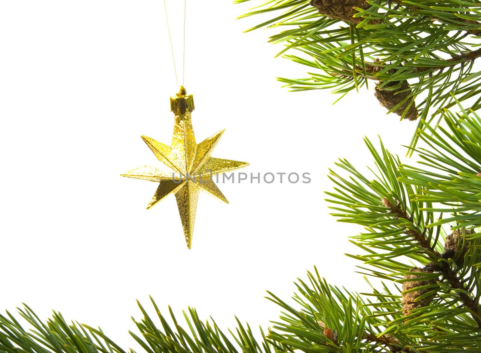 asterisk cristmas,cristmas star in frame of the branches of the pine