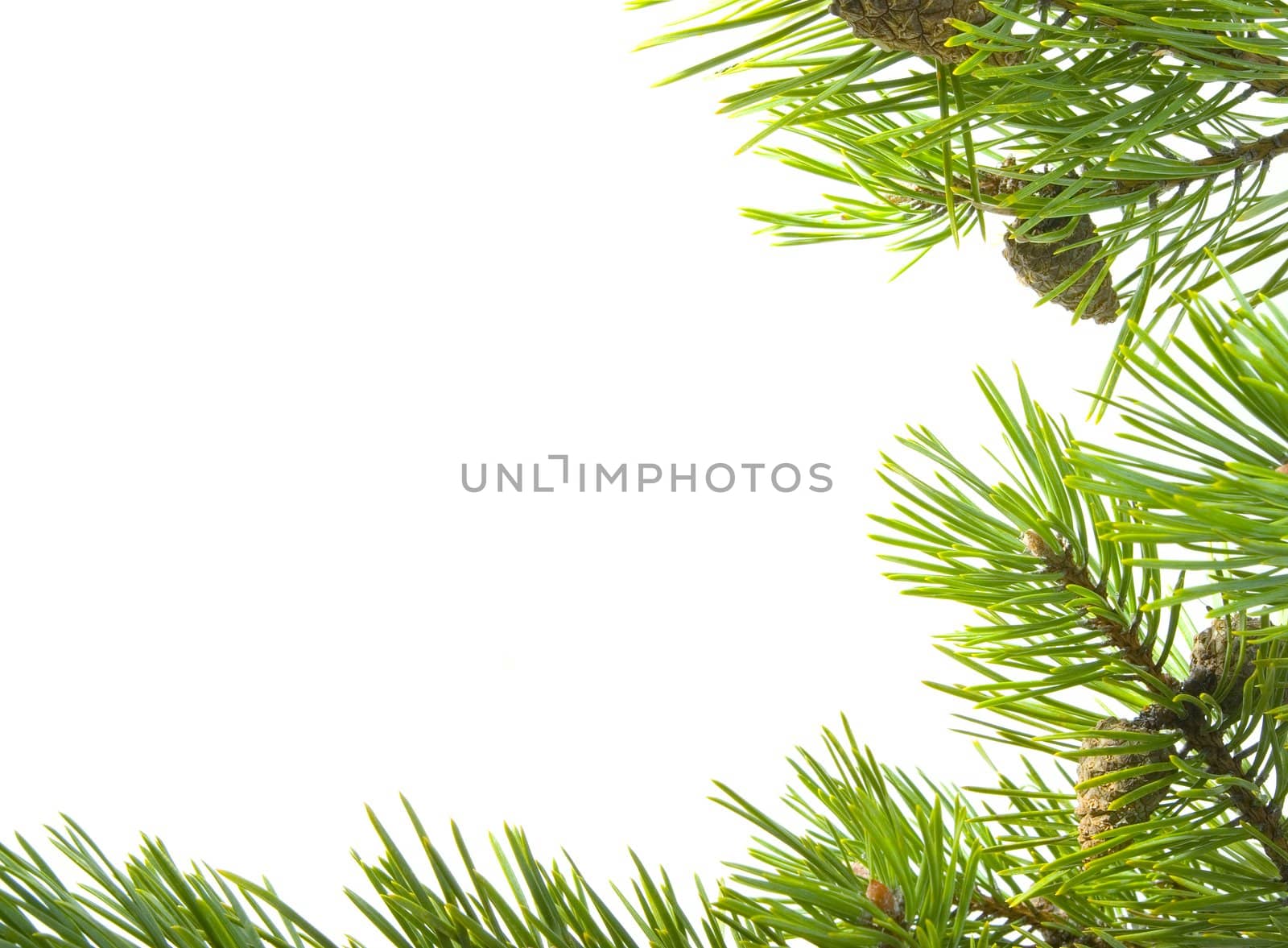 green branches of the pine,embellishment cristmas,white background