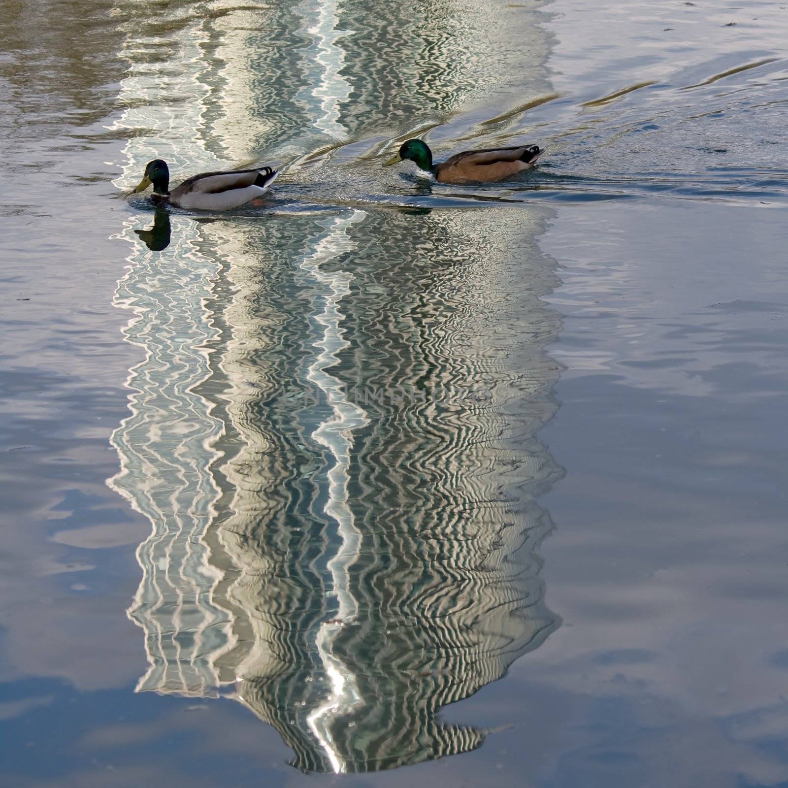 Ducks in a big city