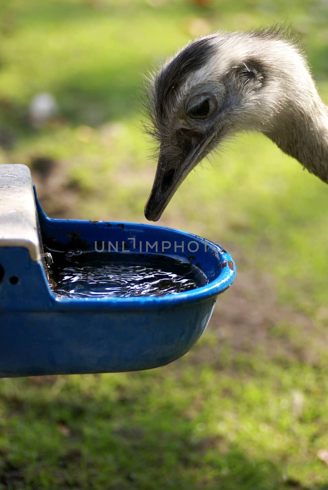 Ostrich in children farm drinking water.