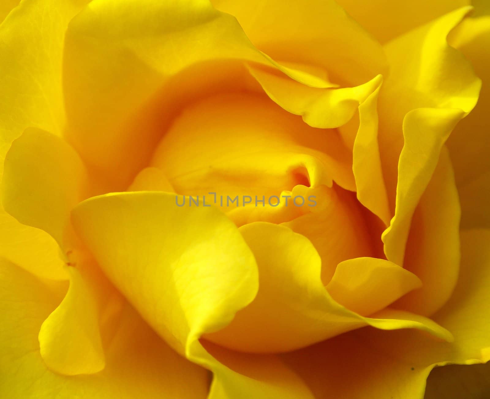 A macro picture of a yellow rose.
