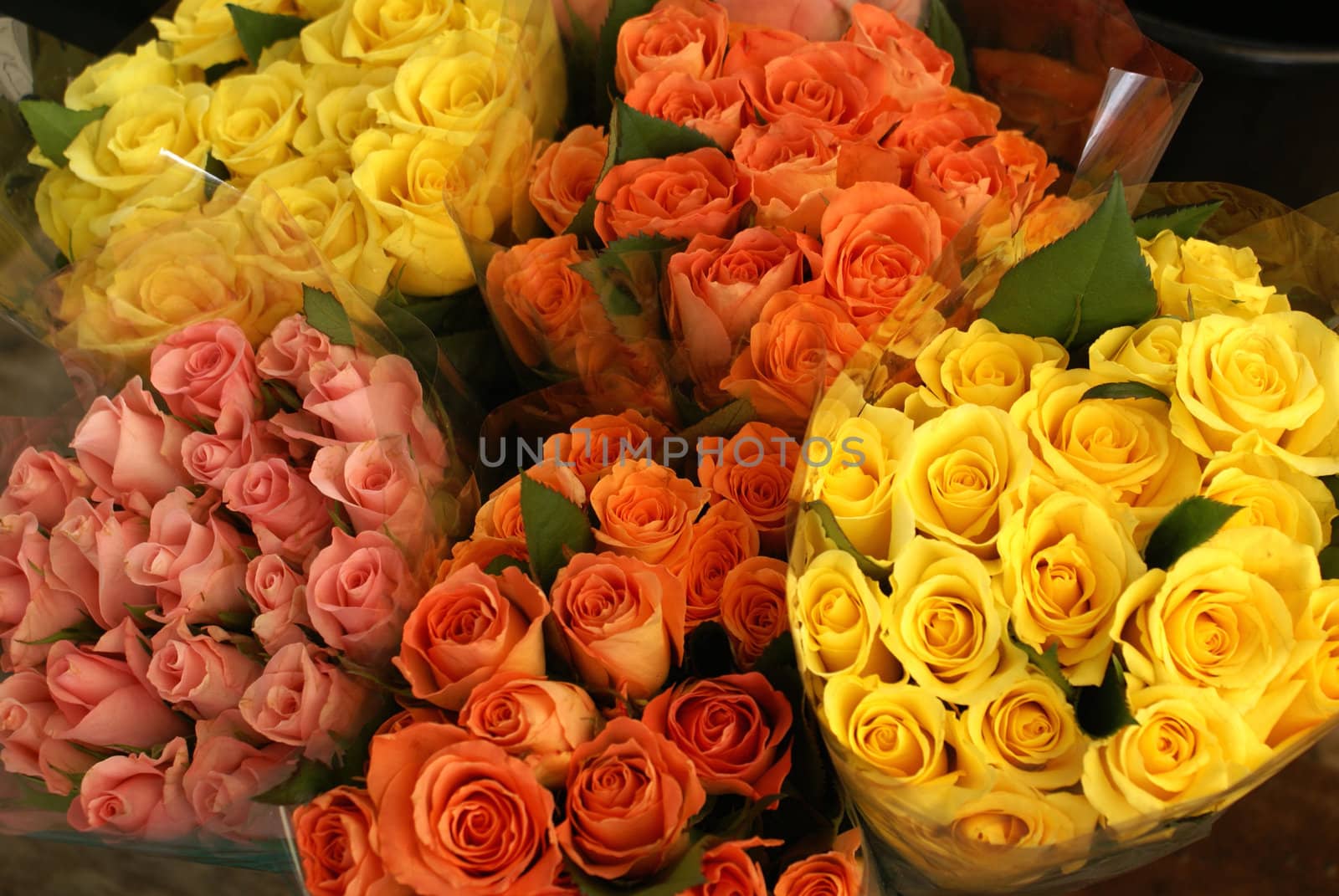 Roses in multiple spring colors.