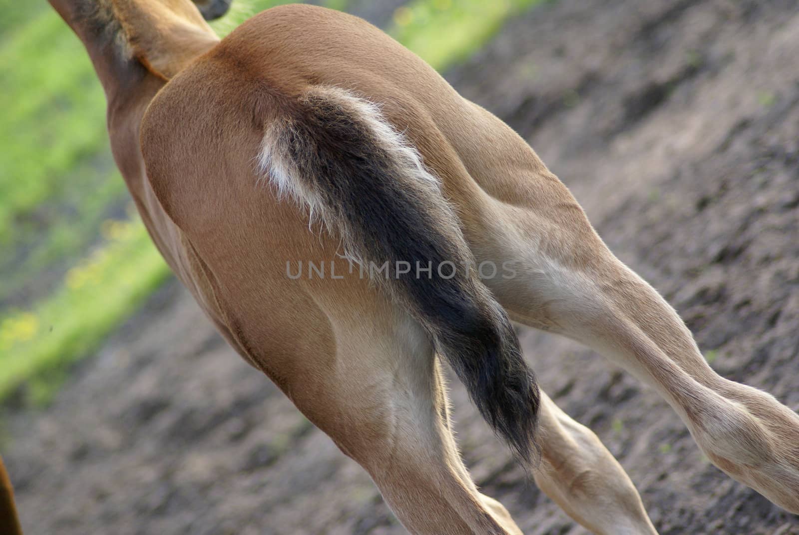 A foal's behind with it's little tail.