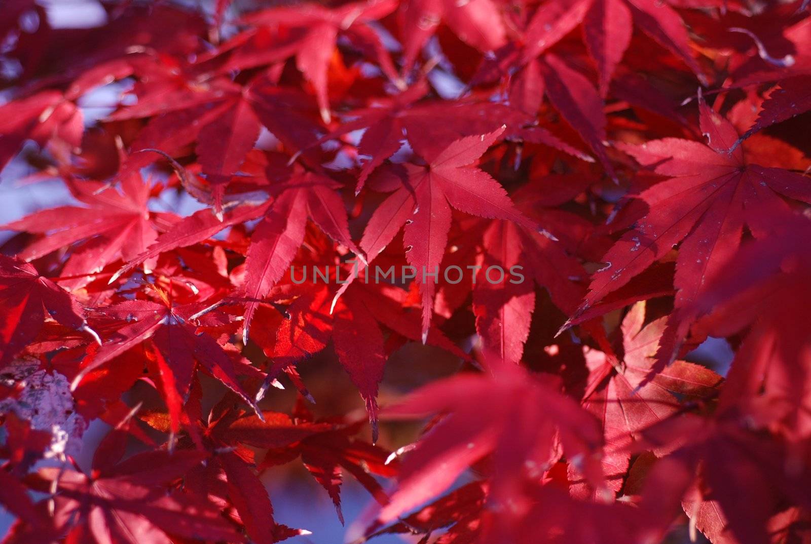 Red maple leaves fill the screen. 