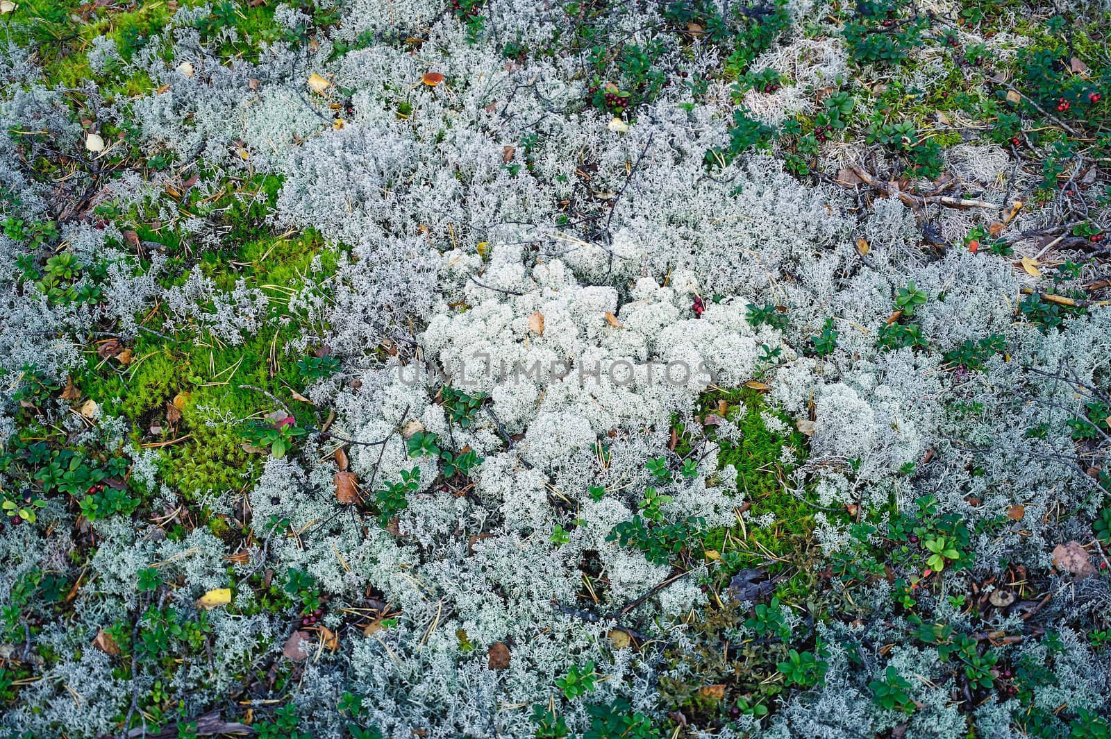 Natural background of different moss in the forest