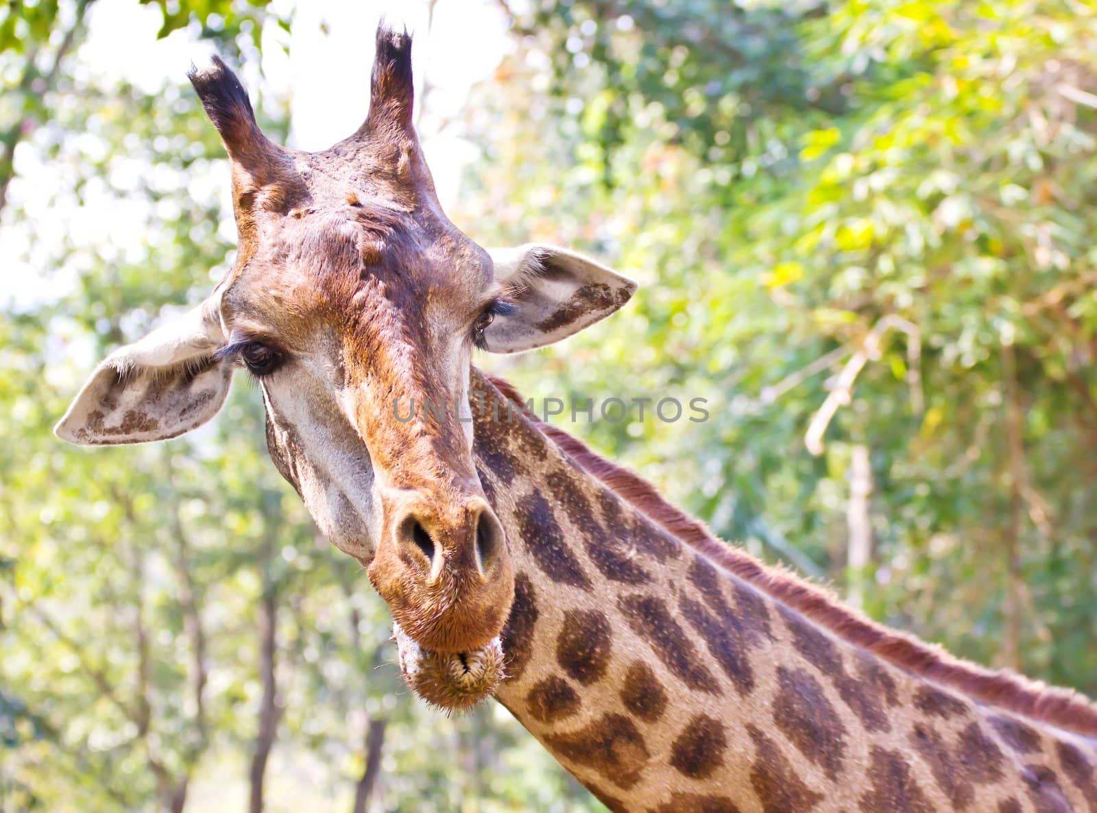 Giraffe by Myimagine
