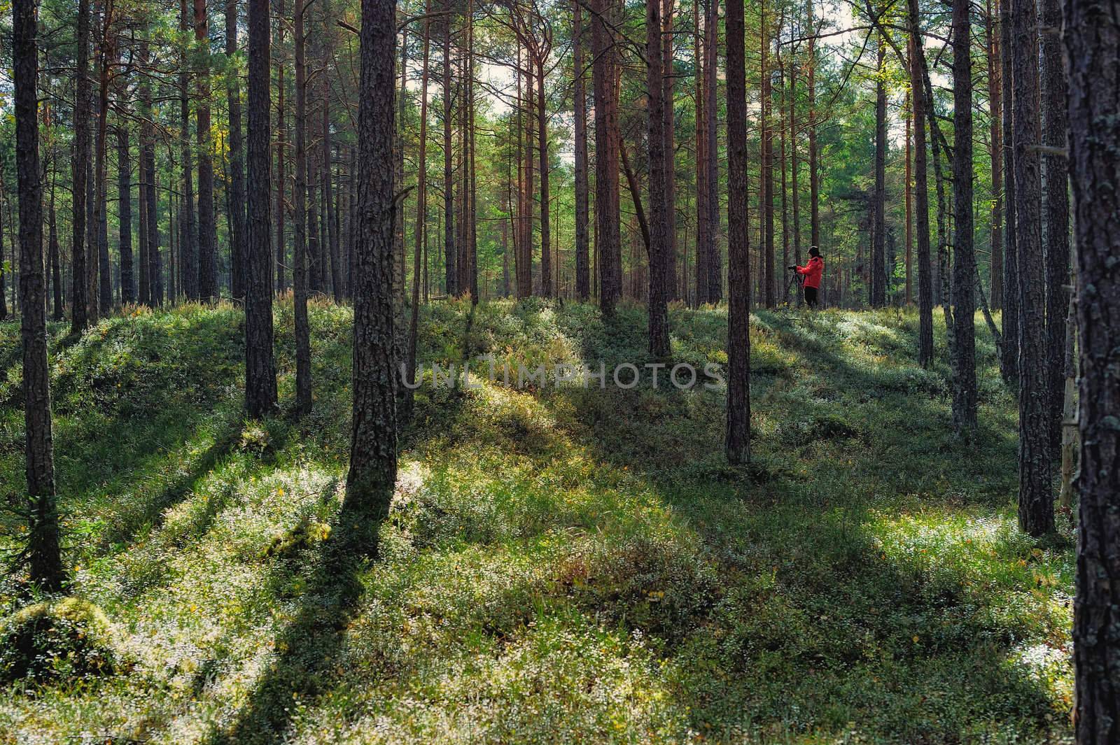 Majestic forest. High trunks of pines overgrown with moss