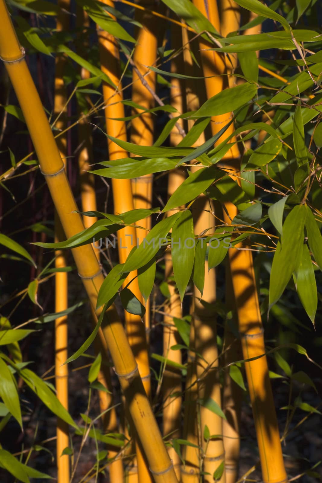 Bamboo with Green Leaves by bill_perry