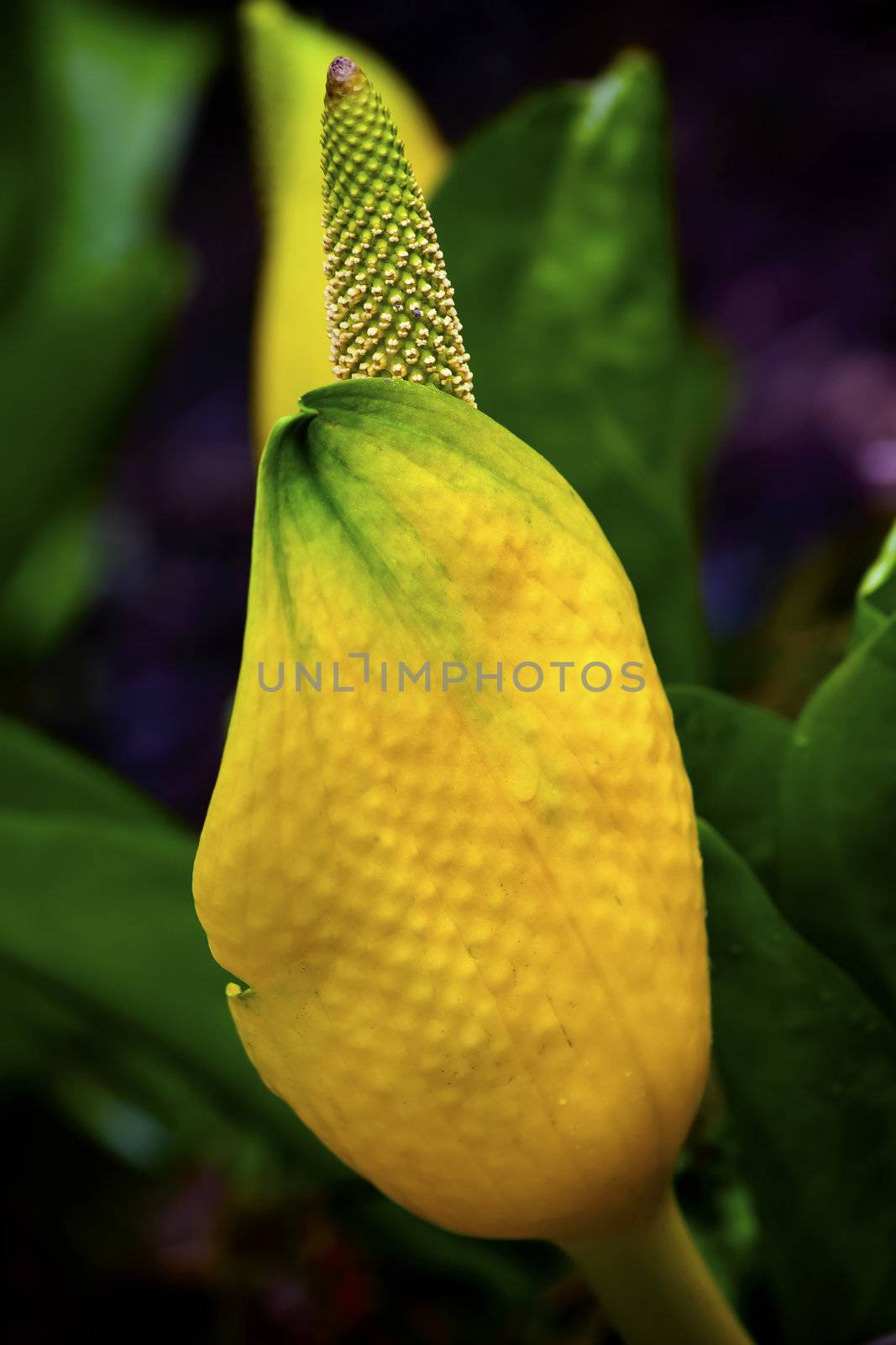 Yellow Skunk Cabbage Blossom Flower Spring Swamp Washington by bill_perry