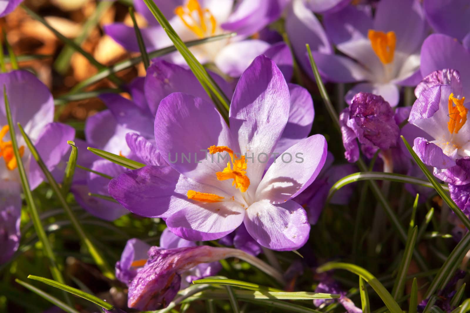 Purple Crocus Blooming Early Spring in Seattle Washington.