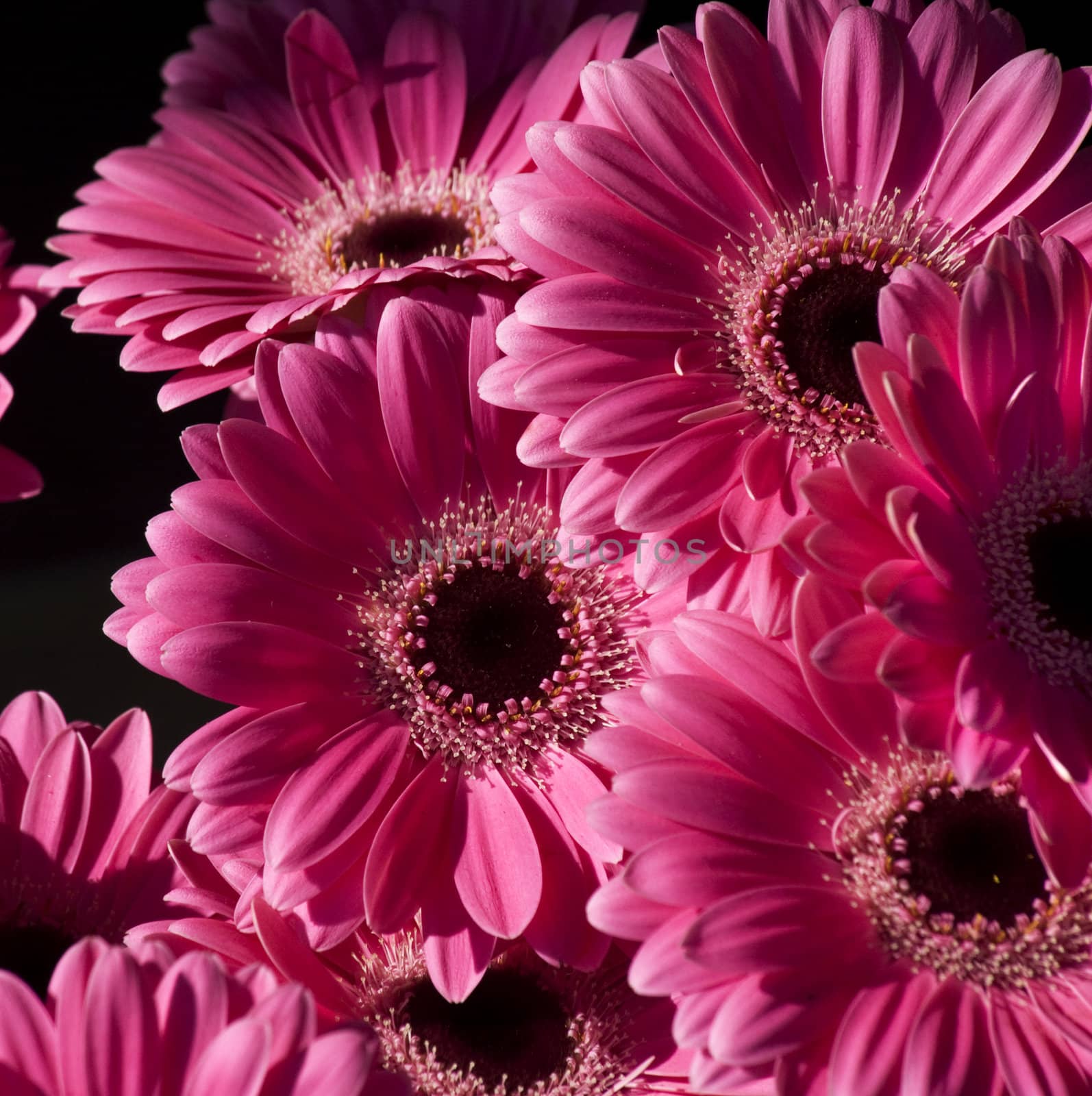 Bright Pink Gerbera Flowers by bill_perry