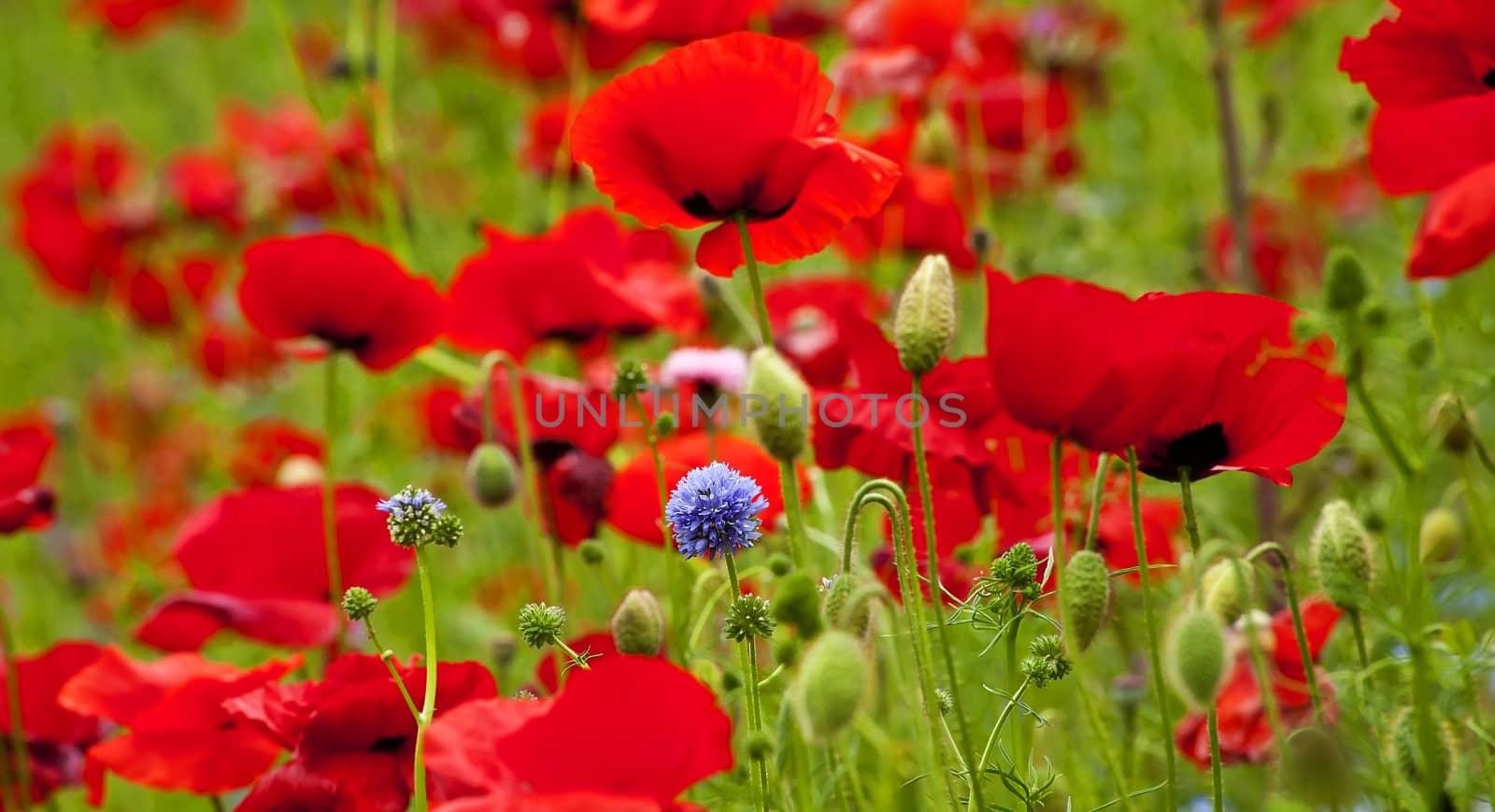 Red Poppies Flowers Blue Clover in Field Snoqualme Washington Papaver Rhoeas Common Poppy Flower

Resubmit--In response to comments from reviewer have further processed image to reduce noise, sharpen focus and adjust lighting.