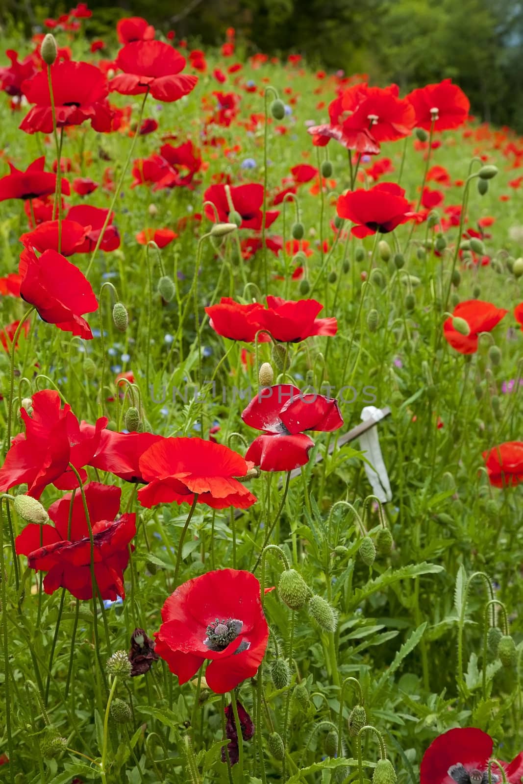 Red Poppies Flowers in Field Snoqualme Washington Papaver Rhoeas Common Poppy Flower

Resubmit--In response to comments from reviewer have further processed image to reduce noise, sharpen focus and adjust lighting.