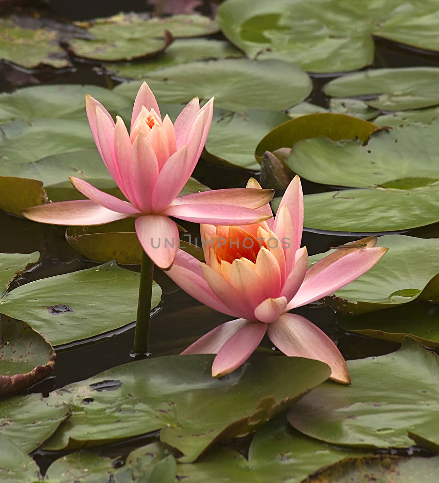 Pink Water Lily Flowers and Pads with Dragon Fly

Resubmit--In response to commets from reviewer have further processed image to reduce noise, sharpen focus and adjust lighting.