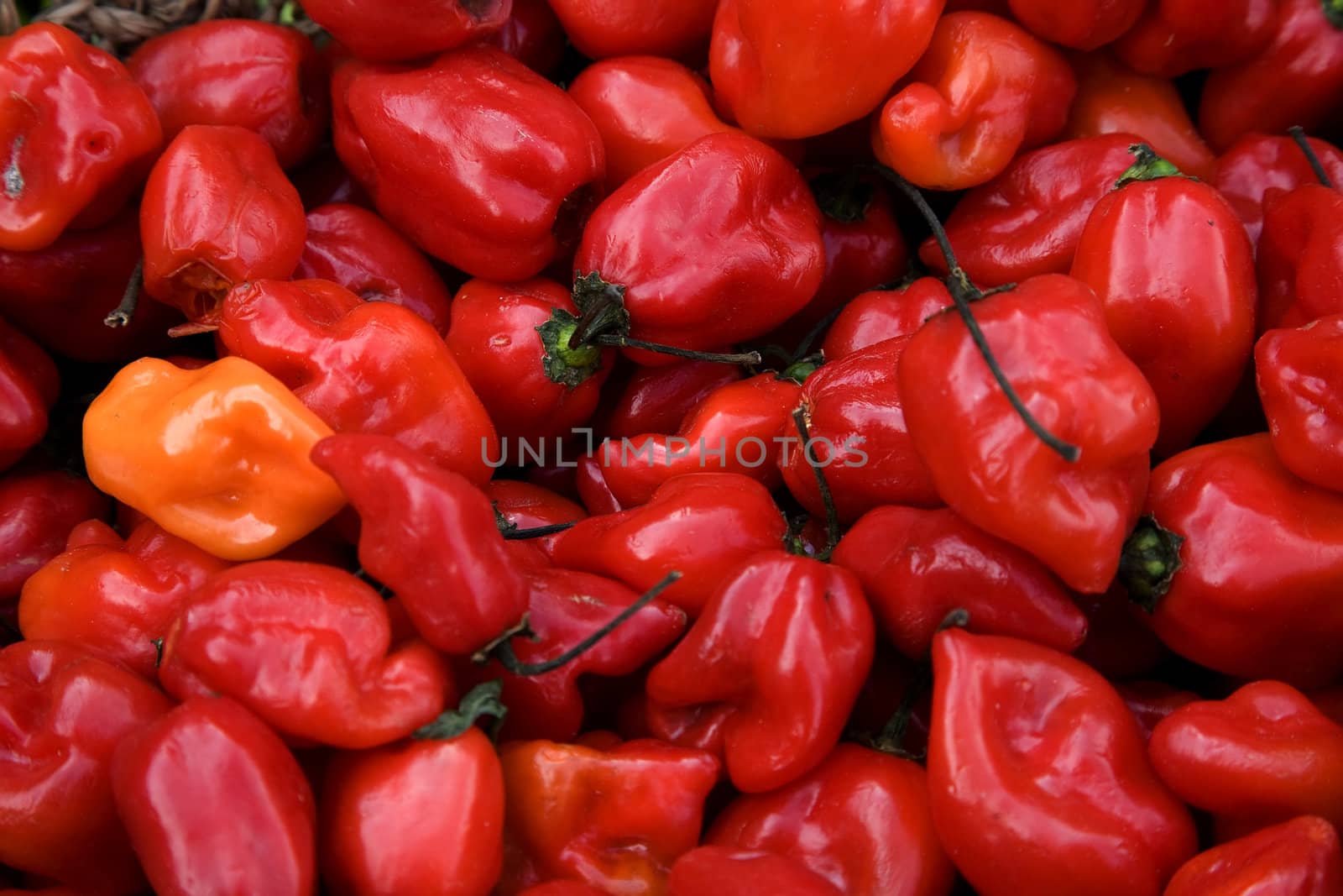 Bright Red Habanero Chili Peppers Habanera Capsicum Chinense

Although named for China, in fact, the Habanero Chili Pepper is originally from Mexico.

Resubmit--In response to comments from reviewer have further processed image to reduce noise, sharpen focus and adjust lighting.
