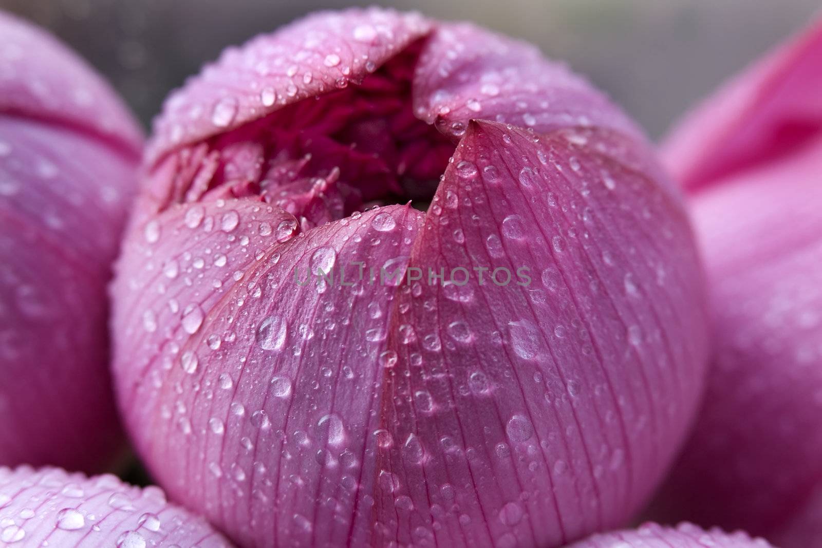 Pink Lotus Blossom Bud with Rain Macro Hong Kong Flower Market