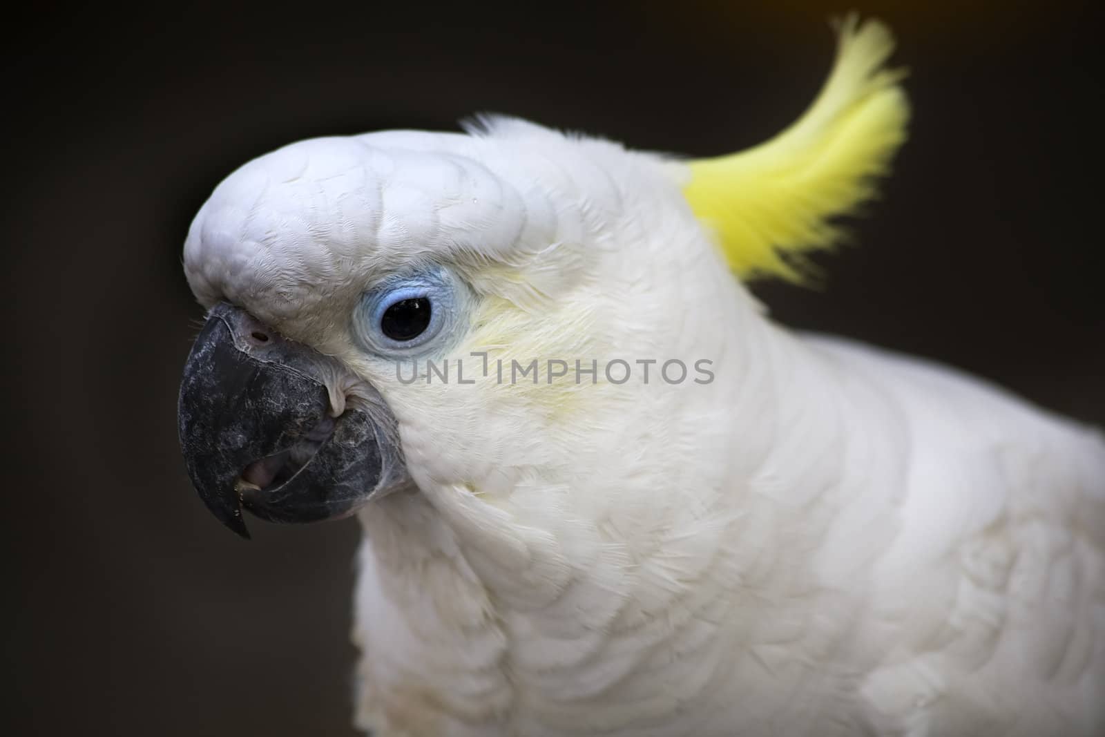 White Sulphur Crested Cockatoo Close Up Macro Hong Kong Bird Market Australian bird