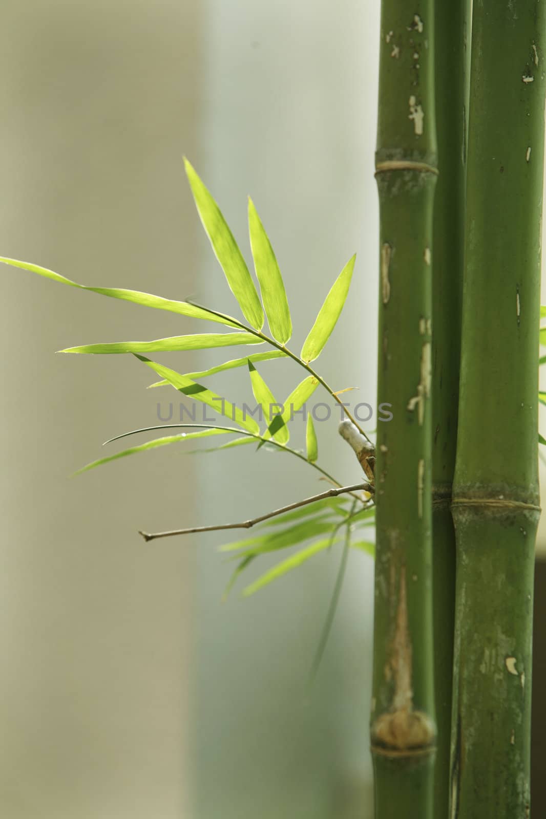 stock image of bamboo with leaf