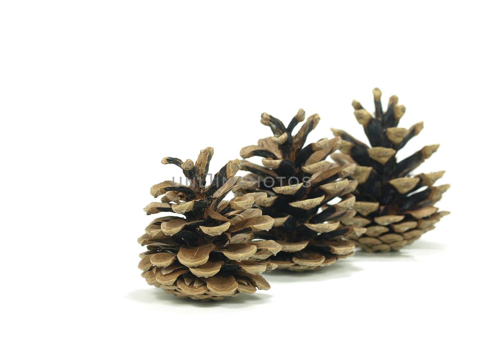 pine tree cones on white background