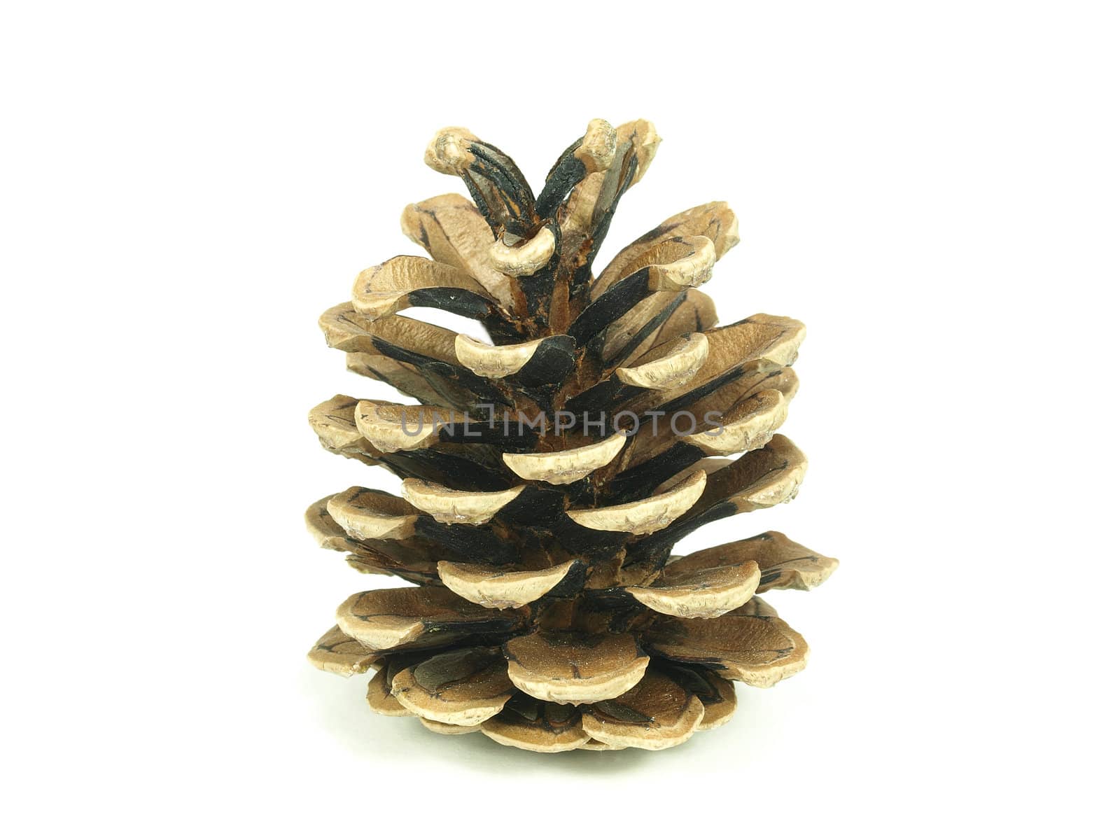 pine tree cone on white background