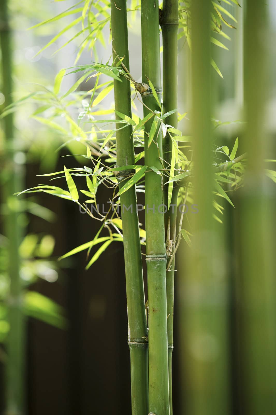 stock image of bamboo with leaf