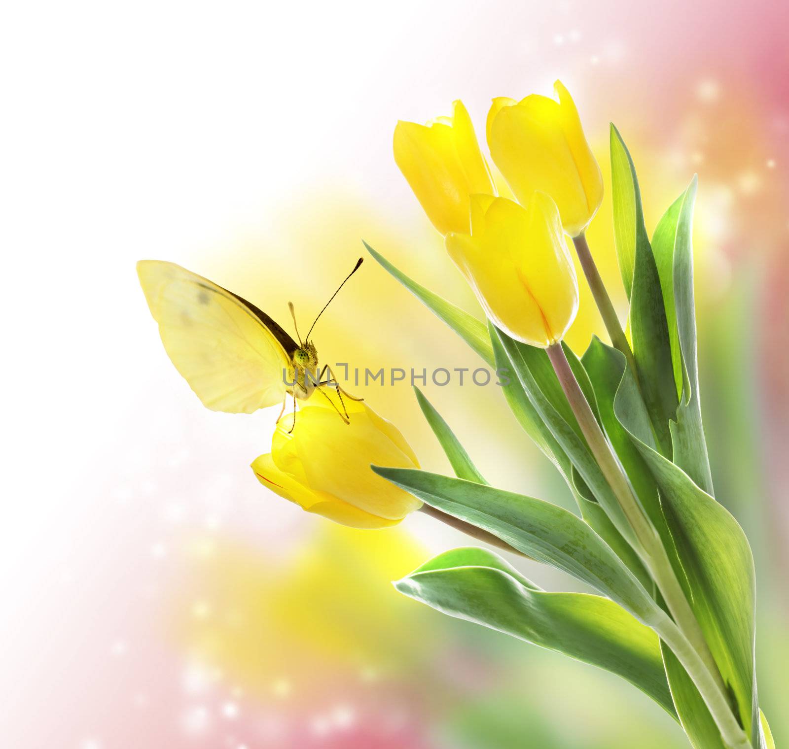 Yellow Tulips with a Butterfly by melpomene