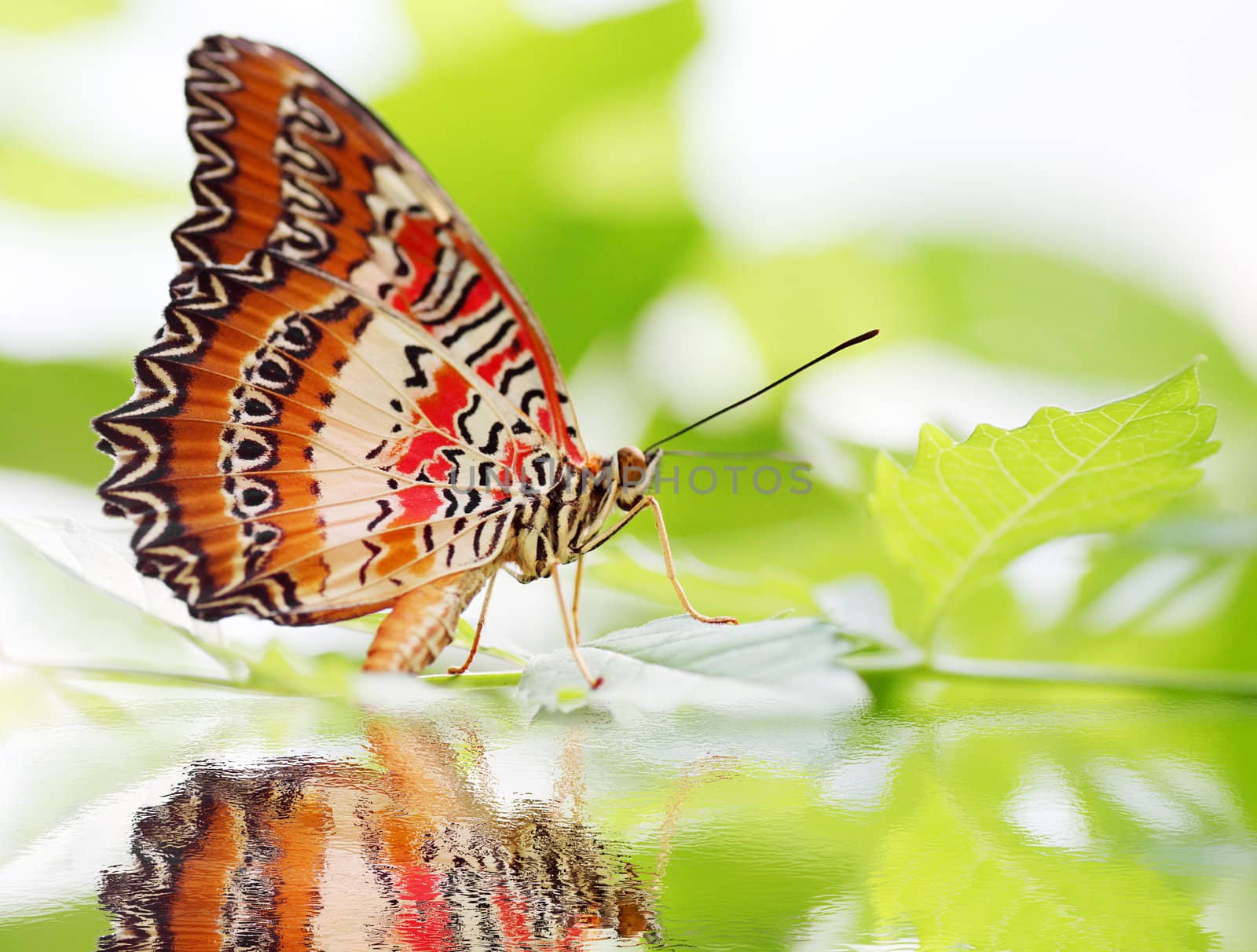 butterfly Red Lacewing by romantiche