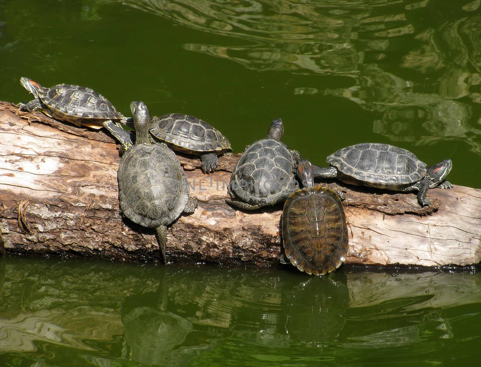 several turtles on a trunk of tree in pond