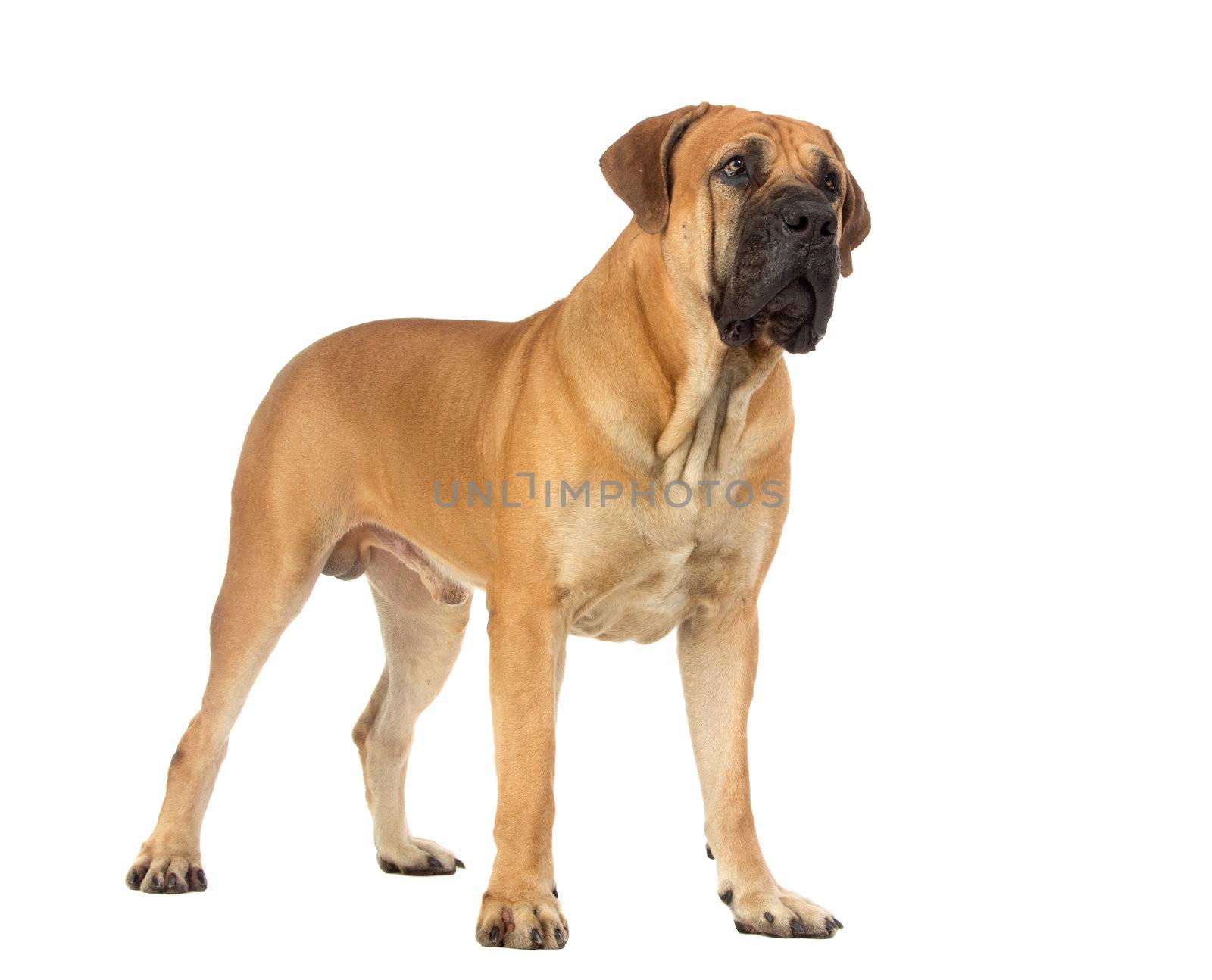 Rare breed South African boerboel posing in studio. Isolated on white