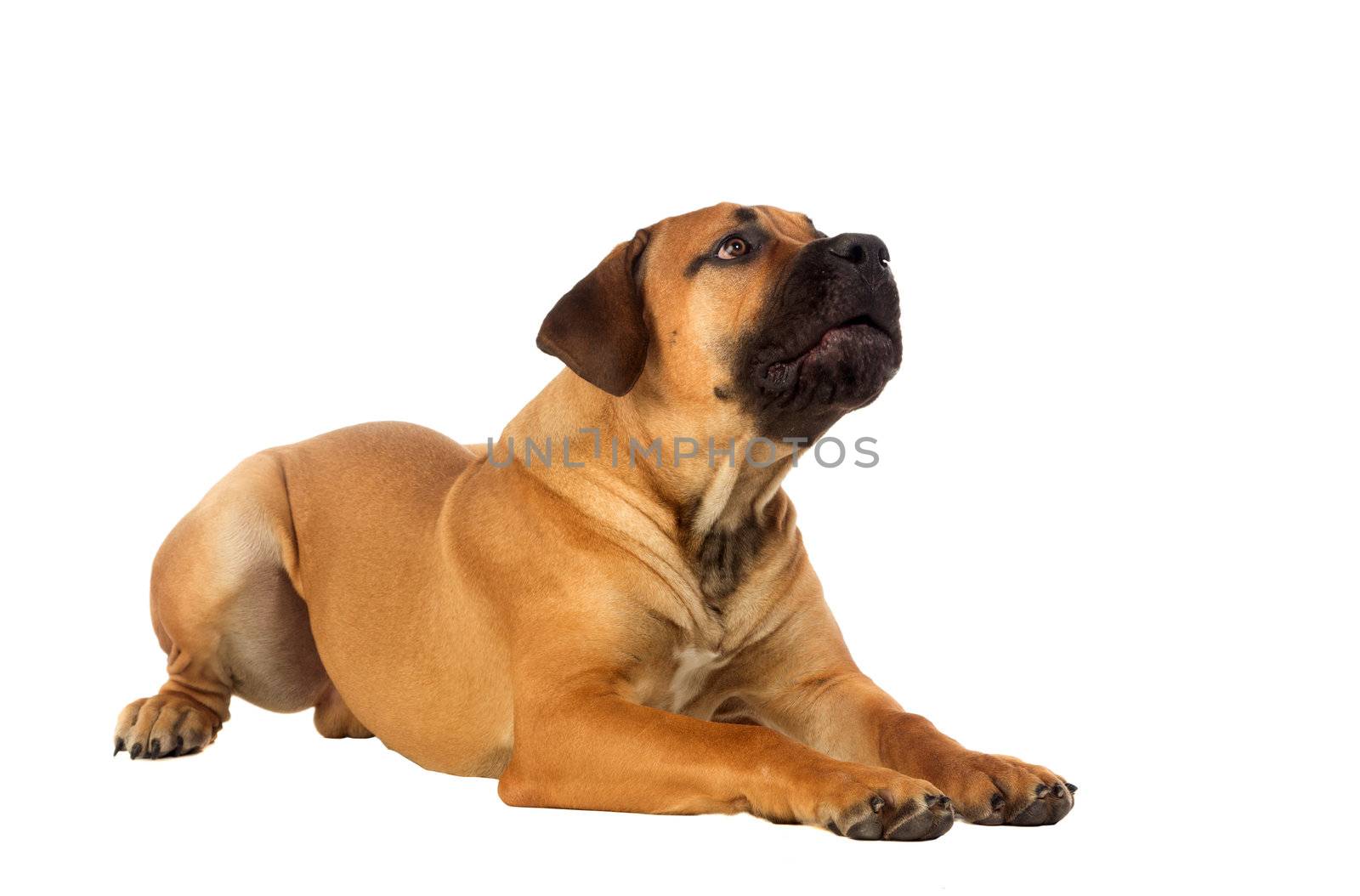 Rare breed South African boerboe puppyl posing in studio. Isolated on white
