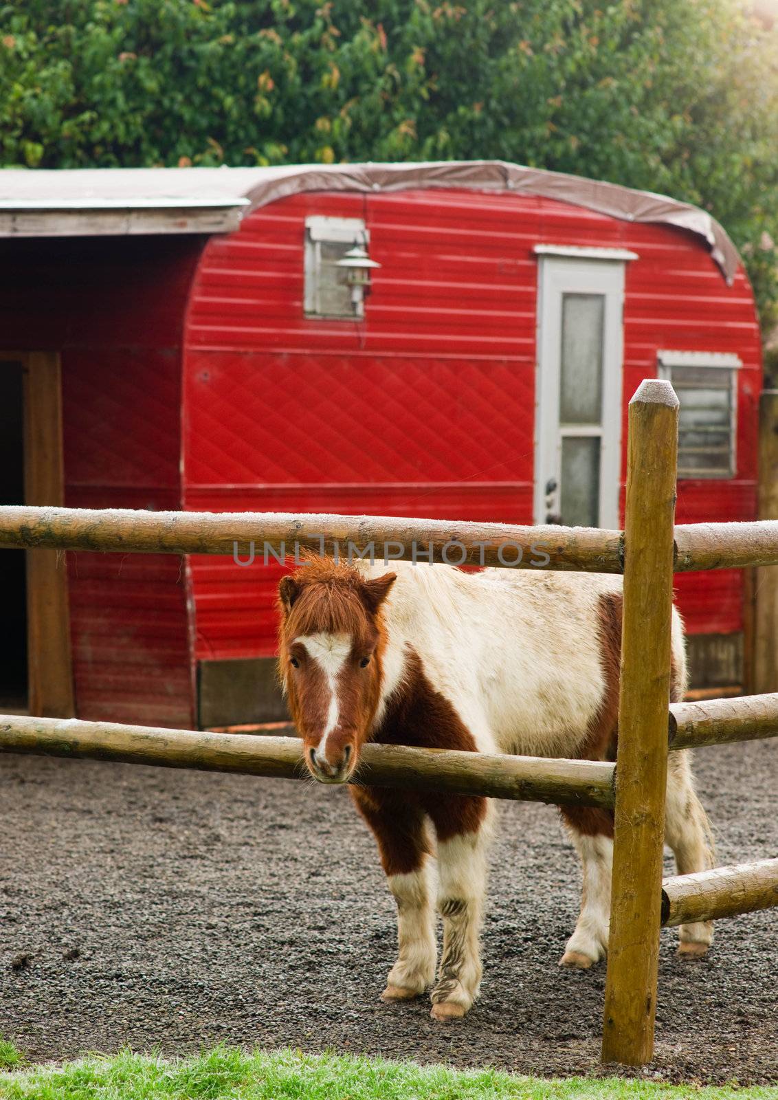 A Miniture Pony Stands in His Coral with Red Trailer by ChrisBoswell