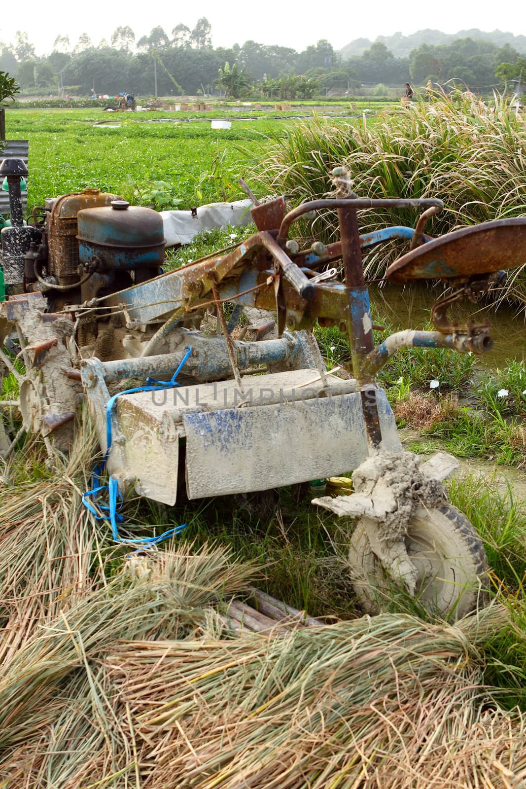 tractor on rice farm