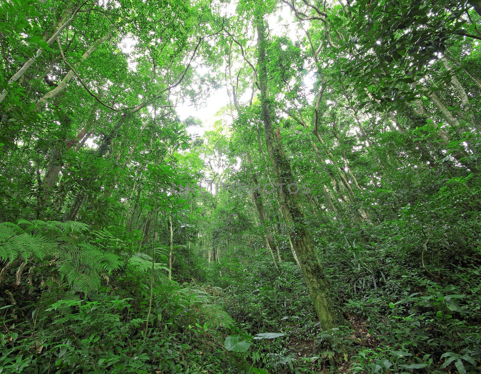 tree forest during spring 