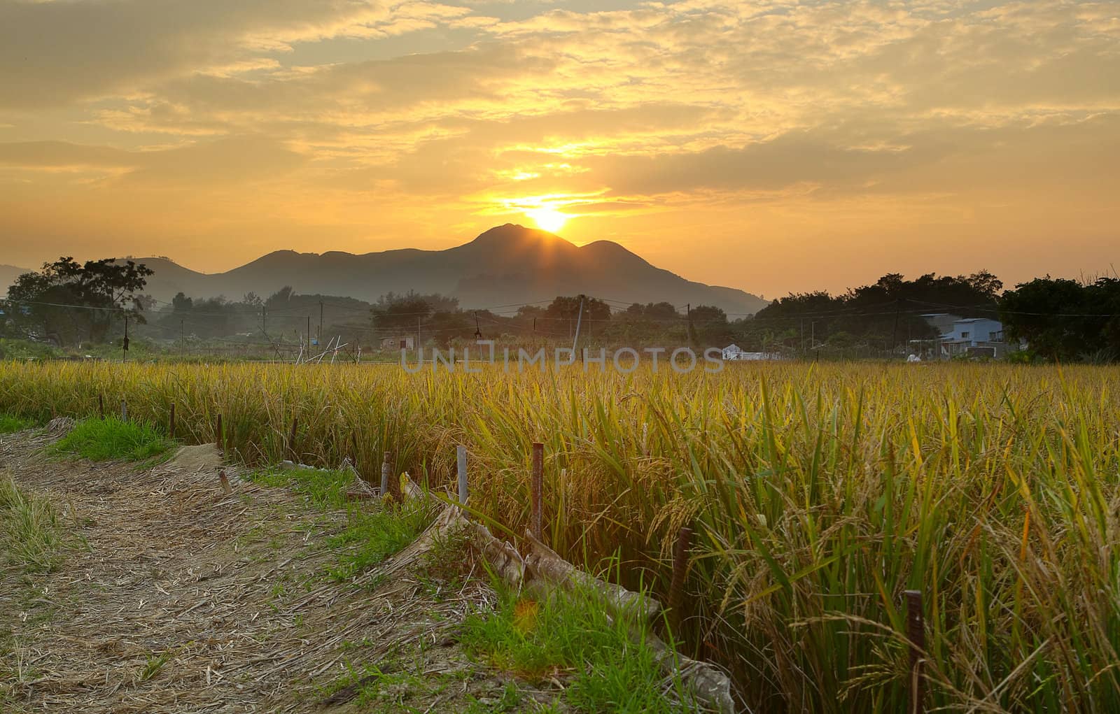 Golden sunset over farm field 
