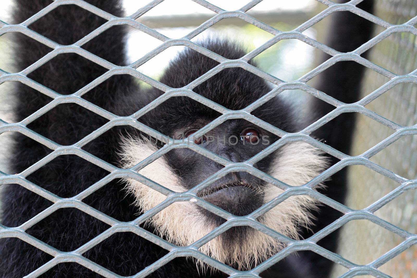 Close-up of a Hooded Capuchin Monkey contemplating life behind bars in a big city zoo, 