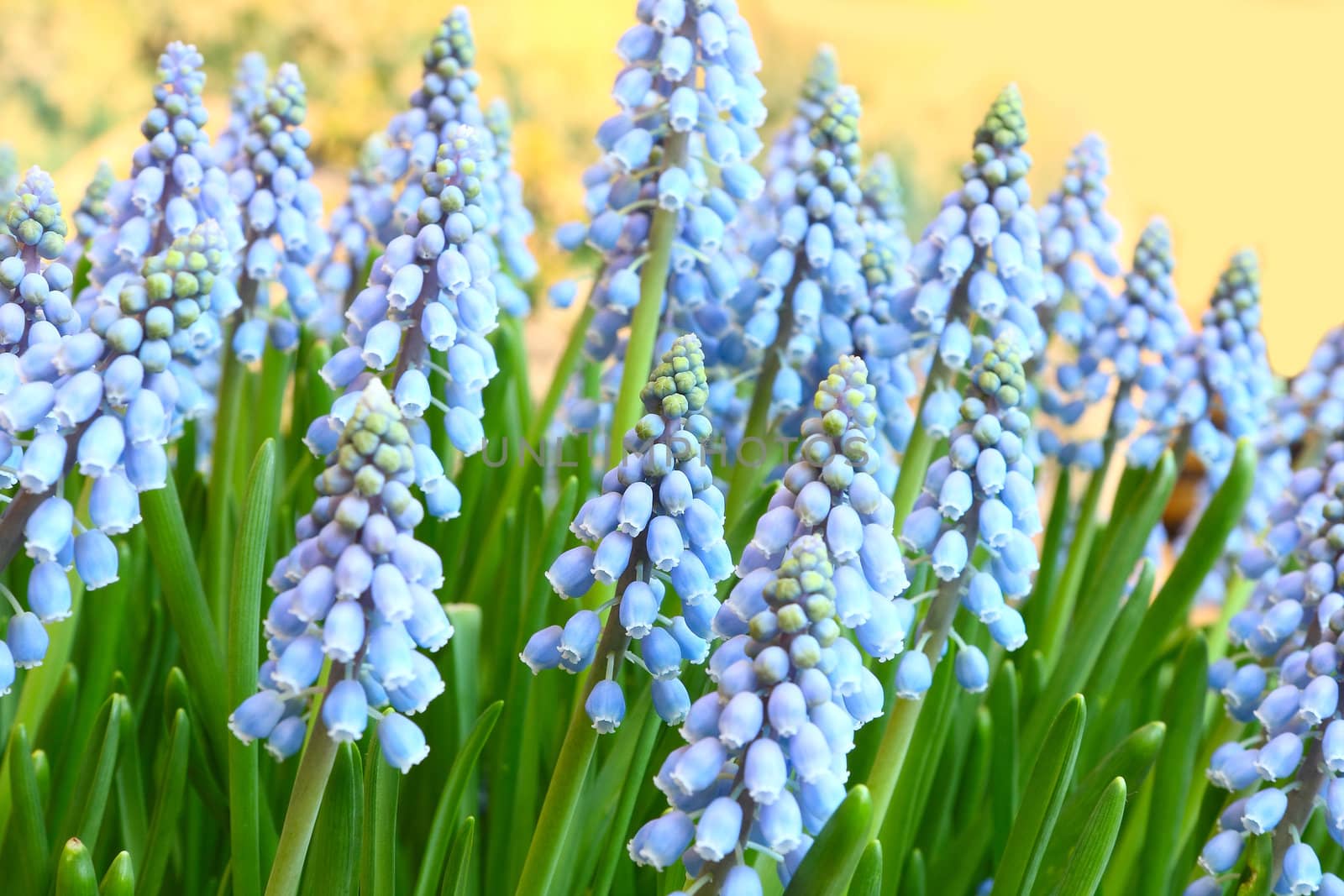 Lots of blue tulips 