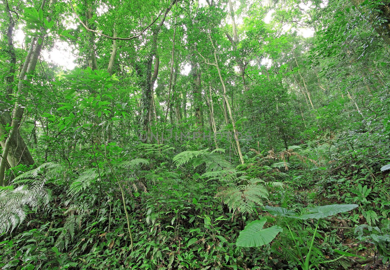 tree forest during spring 