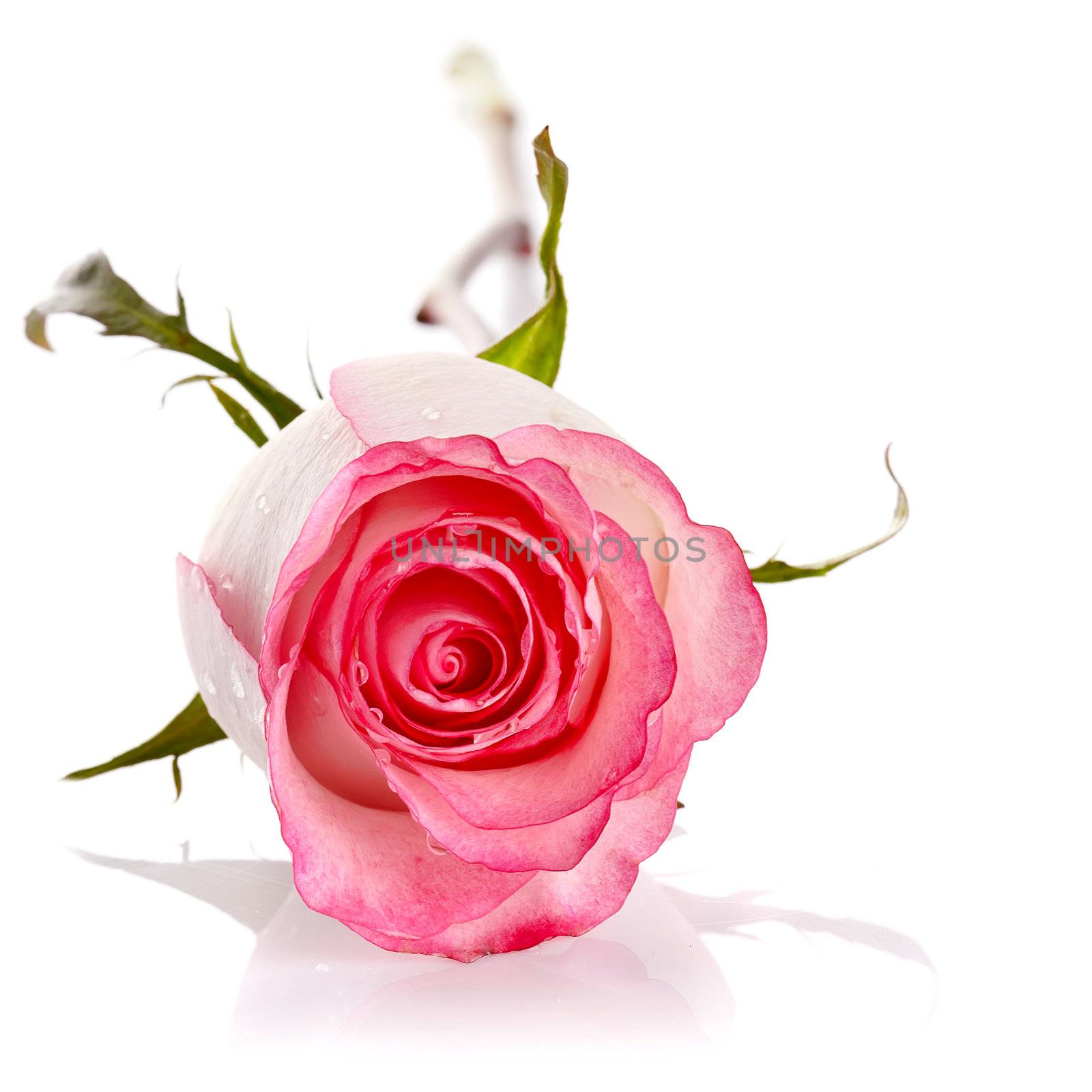 Rose flower by Azaliya